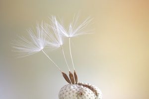 simple ways on how to effectively take photos 1