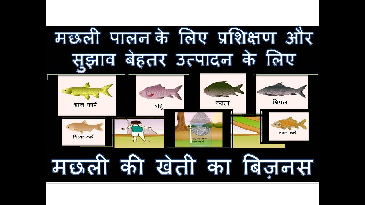 fish business plan in hindi