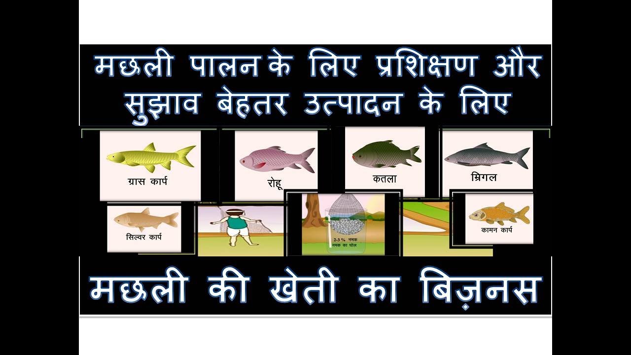 Tips And Training For Fish Farming Business In India In Hindi For Good