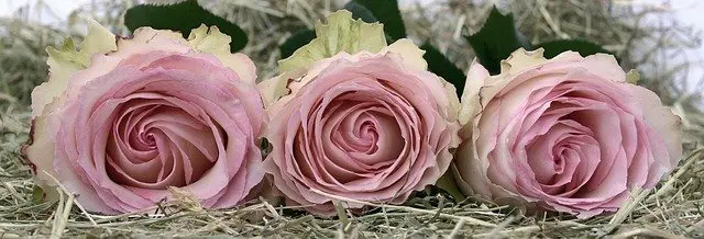 Things That You Need To Know When It Comes To Wedding Planning Things That You Need To Know When It Comes To Wedding Planning - wedding