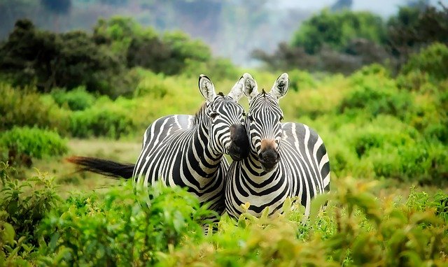 The Following Information Is Great For Tips About Photography! The Following Information Is Great For Tips About Photography! - photography
