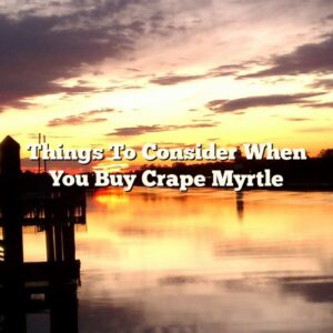 Things To Consider When You Buy Crape Myrtle