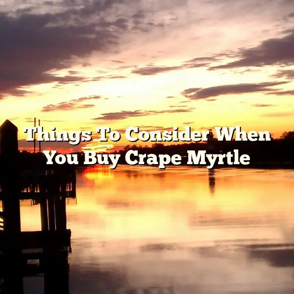 Things To Consider When You Buy Crape Myrtle