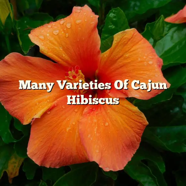Many Varieties Of Cajun Hibiscus